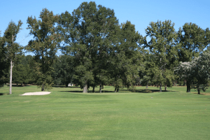 Trees on golf course